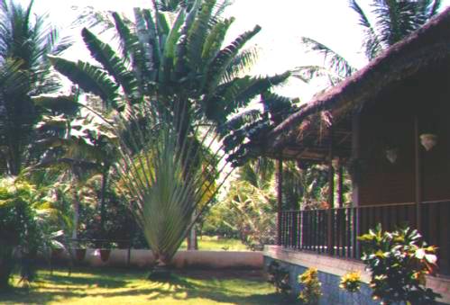 Palm and Guesthouse